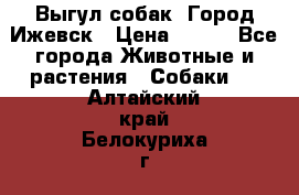 Выгул собак. Город Ижевск › Цена ­ 150 - Все города Животные и растения » Собаки   . Алтайский край,Белокуриха г.